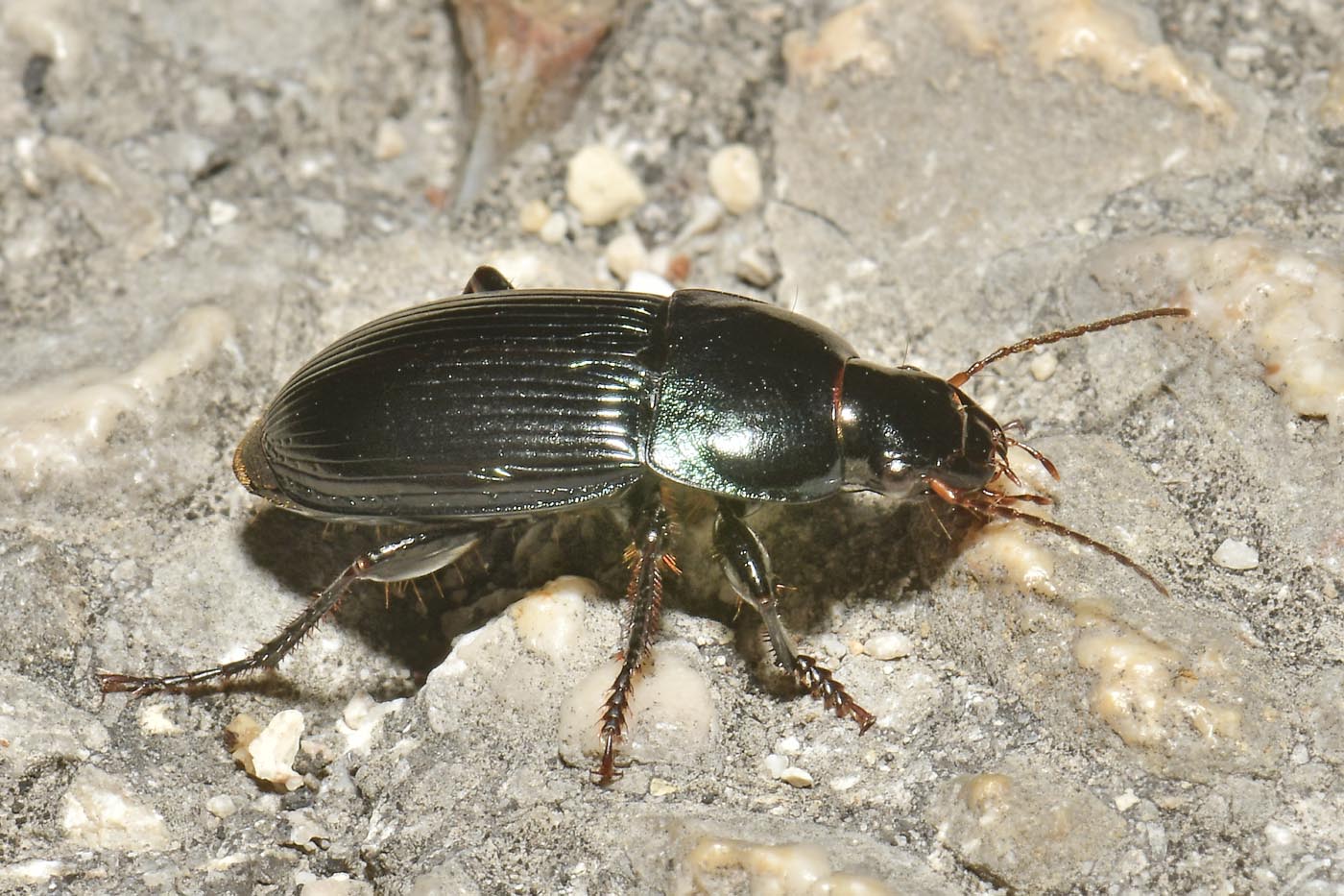 Carabidae: Harpalus dimidiatus? S.